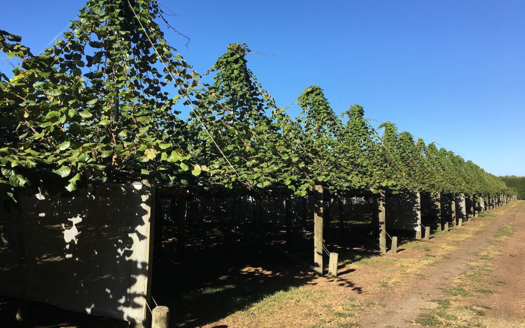 How I became a kiwi berry grower